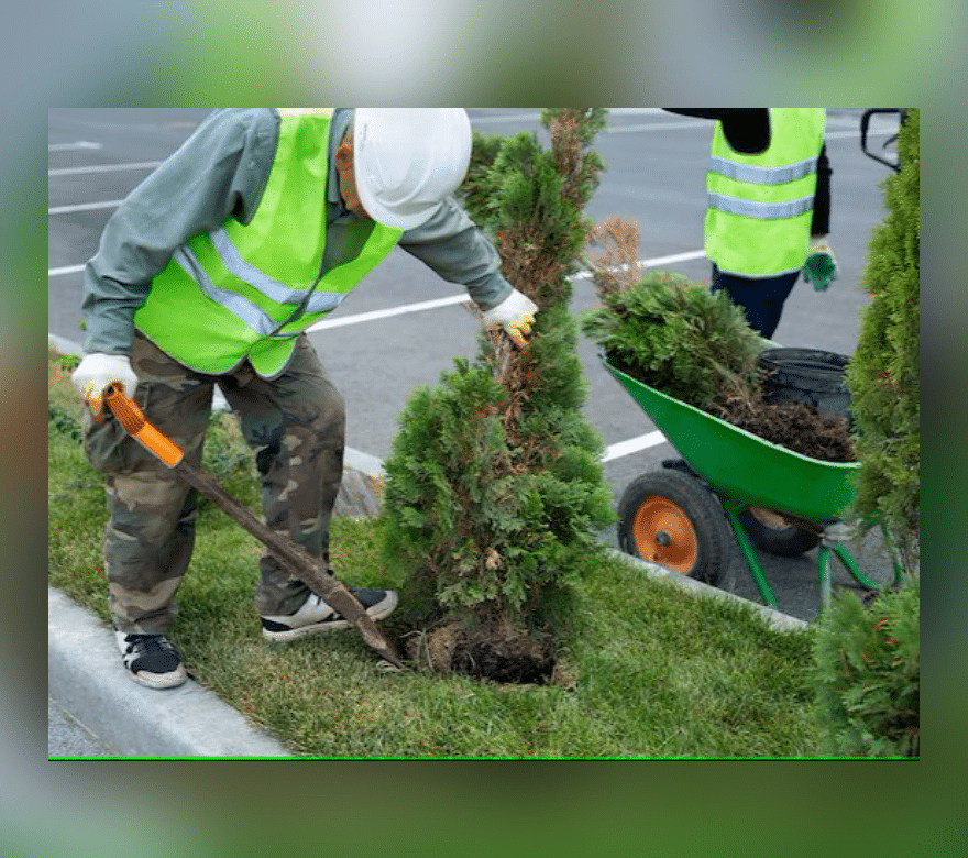 Sadzenie roślin ozdobnych